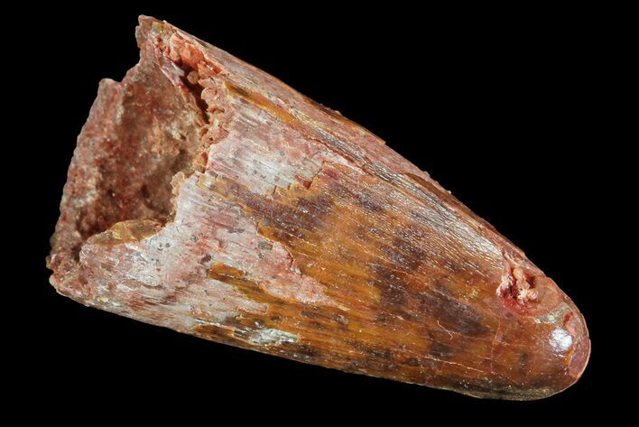 Cretaceous Fossil Crocodile Tooth - Morocco #72785